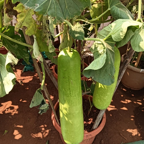 Bottle Gourd