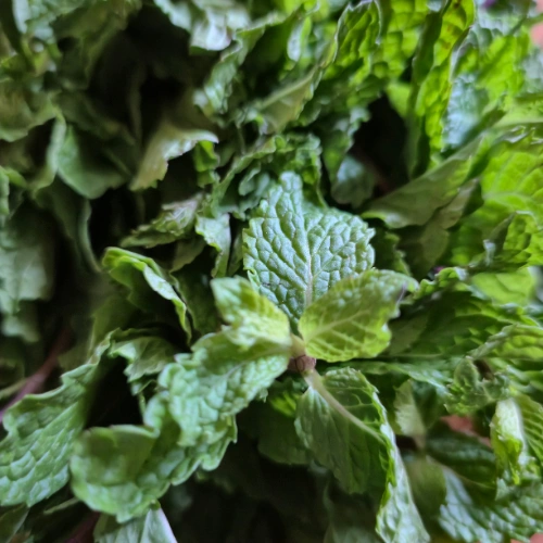 Mint Leaves