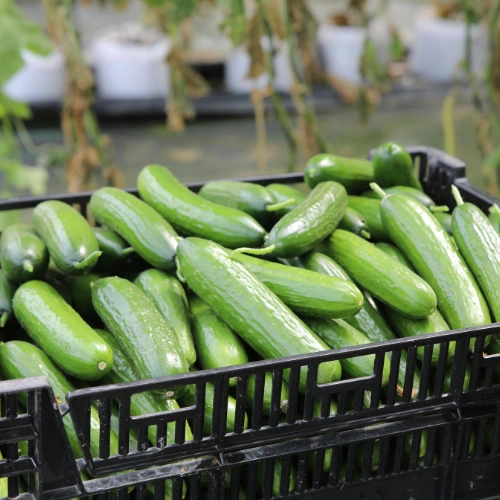 Green Cucumber
