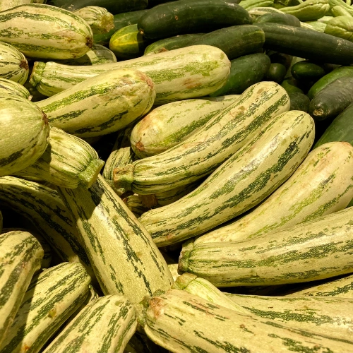 White Cucumber